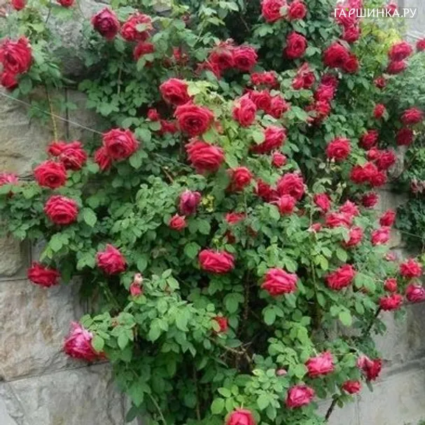 Роза Гримпант Кримсон Глори плетистая Imperial Rose