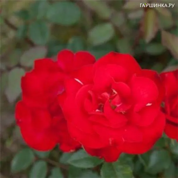 Роза Грусс ан Байерн, Кордес (лиц)