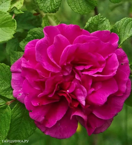 Роза Ханса ругоза (лиц)