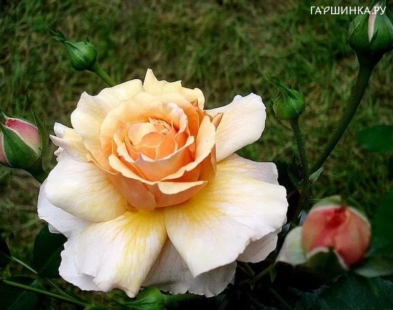 Роза Иерихон, Дорье (лиц)