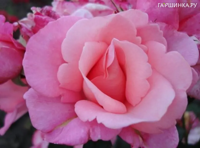 Роза Ин Лав Форевер, Roses 4 Ever (лиц)