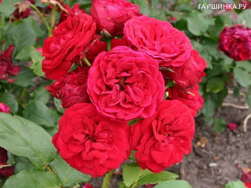 Роза Инзель Майнау, Кордес (лиц)