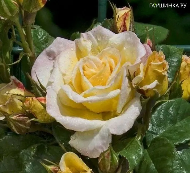Роза Йохан Джонкинд, Гийо (лиц)