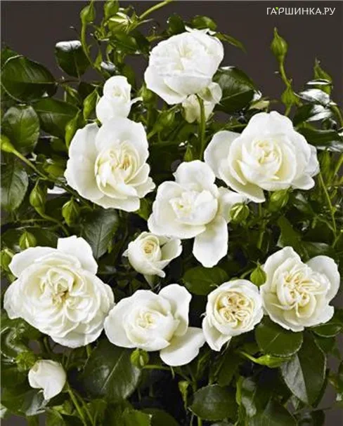 Роза Кайлани, Пулсен (лиц)