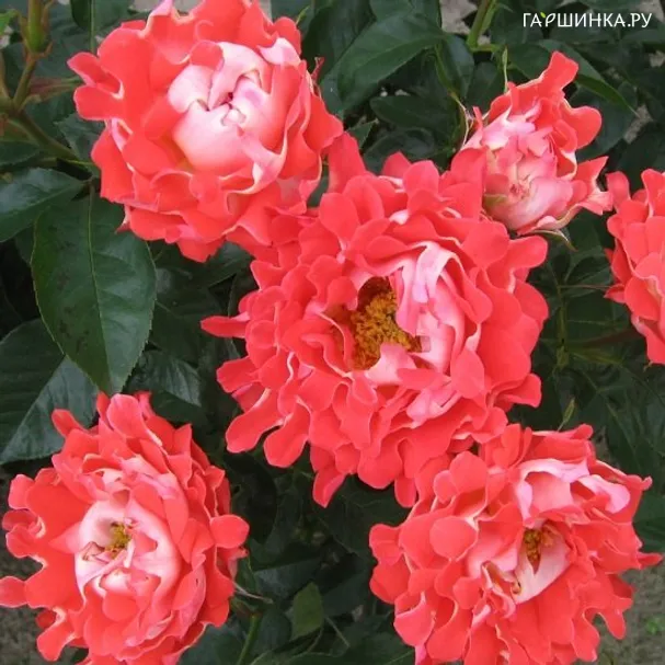 Роза Кэнди Раффлс, Интерплант (лиц)