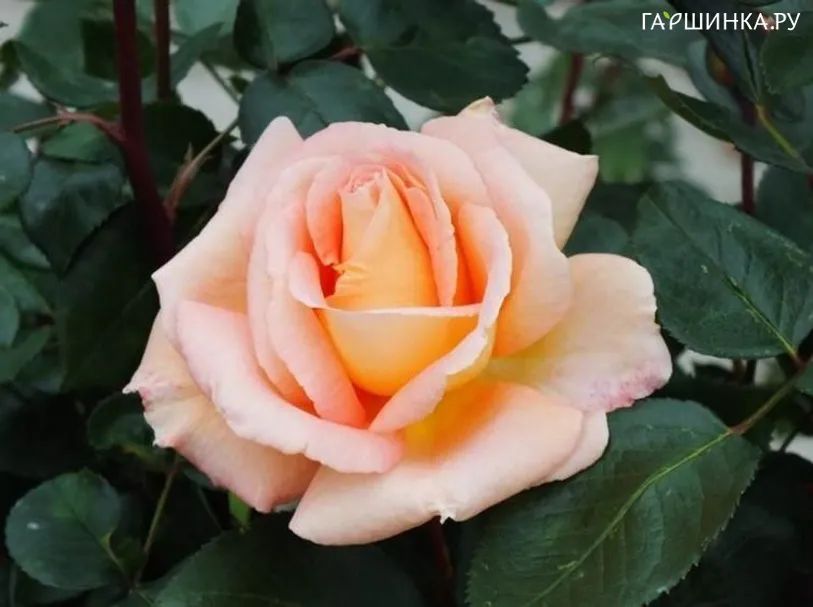 Роза Кингс Мак, Фрайер (лиц)