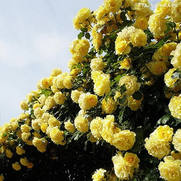 Роза Климб Римоза, Мейян (лиц)
