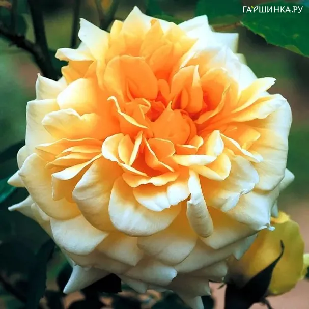 Роза Клаудиа Кардинале , Гийо (лиц)