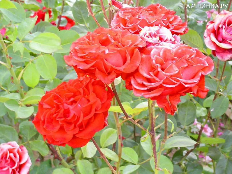 Роза Колюш, Мейян (лиц)