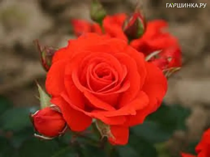 Роза Корус флорибунда, Империал Роуз Imperial Rose