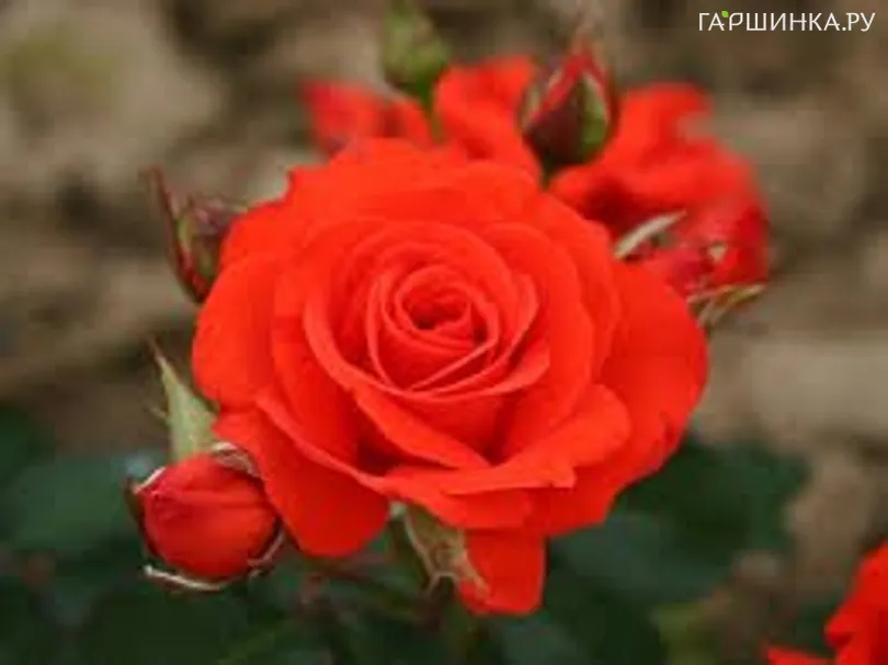 Роза Корус флорибунда, Империал Роуз Imperial Rose