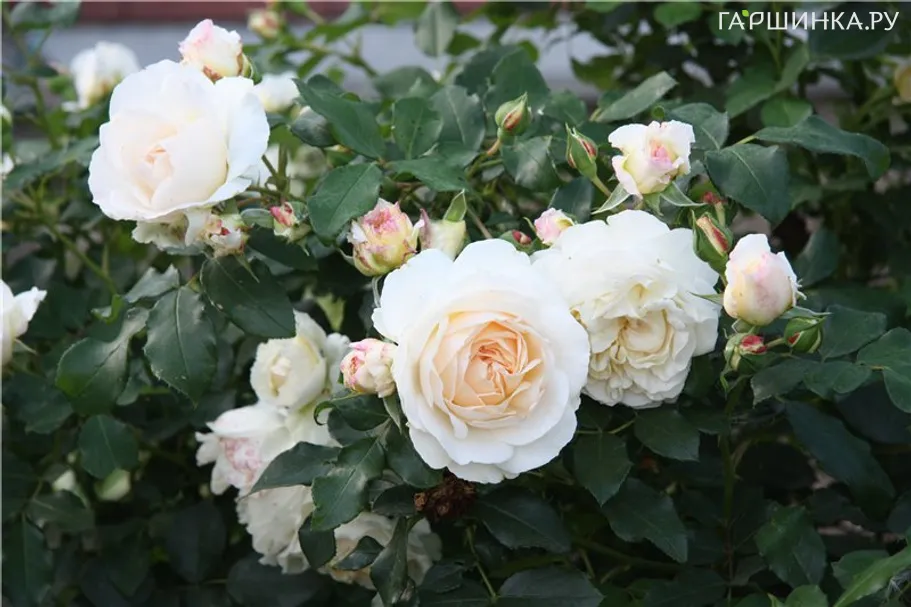 Роза Космос флорибунда, Топалович (лиц)