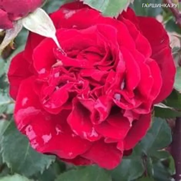 Роза Крейзи ин Лав, Roses 4 Ever (лиц)