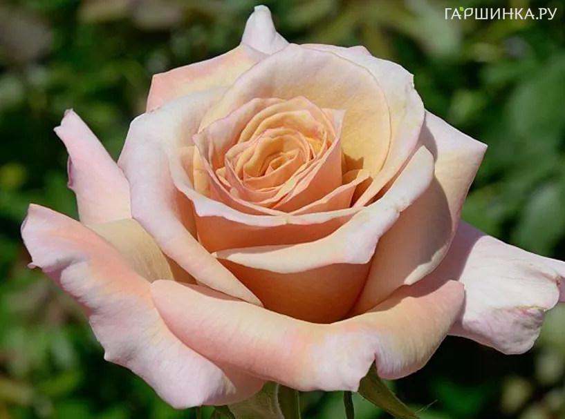 Роза Крем Карамель, Фрайер (лиц)