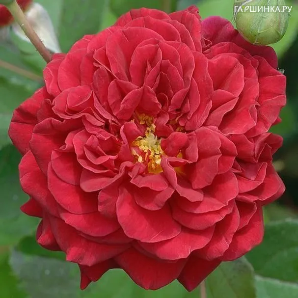 Роза Л'Ами де Жардан, Гийо (лиц)