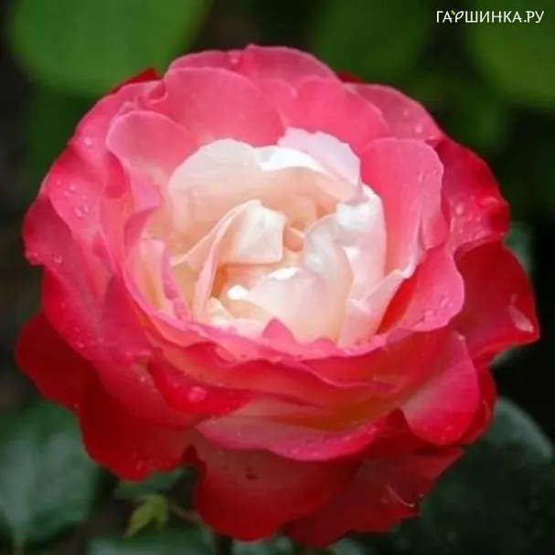 Роза Ла Гарконн, Гийо (лиц)
