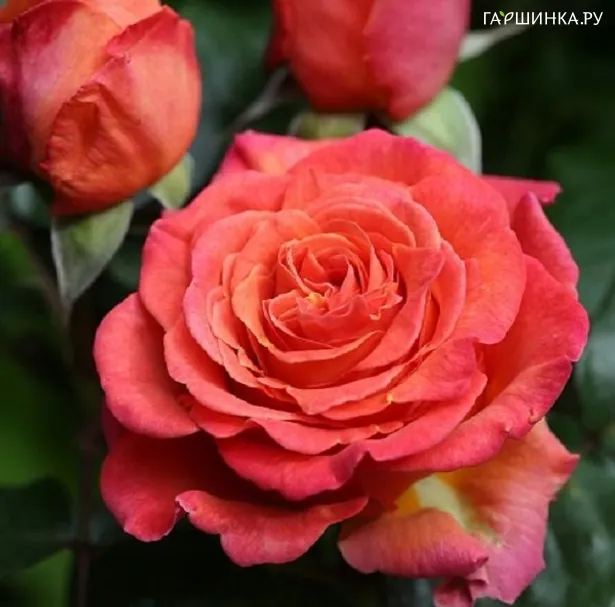 Роза Ла Палма, Интерплант (лиц)