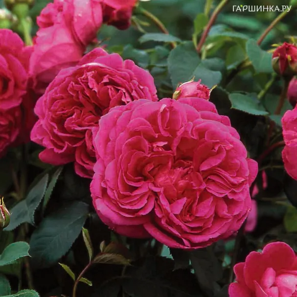 Роза Леди оф Меггинч Д.Остин кустарниковая (лиц)