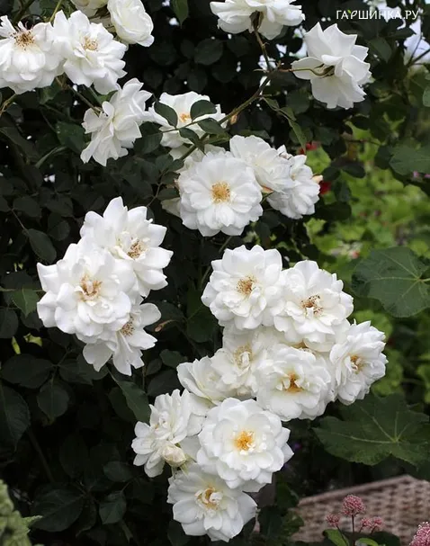 Роза Лэйс Каскад, Гийо (лиц)