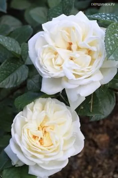 Роза Лина Ренессанс, Пулсен (лиц)