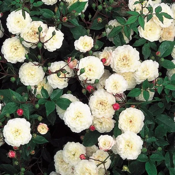 Роза Литл Вайт Пэт историческая (лиц)