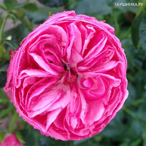 Роза Лиз Норгард Роуз, Roses 4 Ever (лиц)