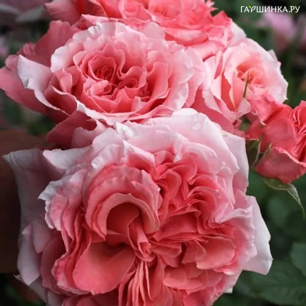 Роза Лоран Каброль, Гийо (лиц)