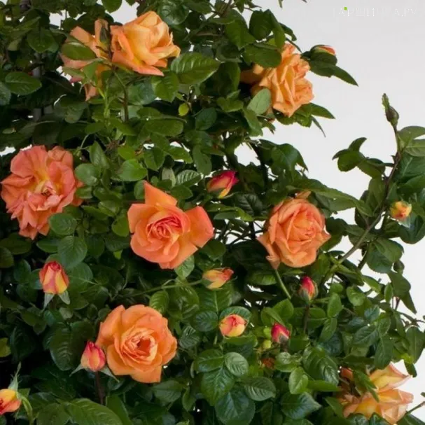 Роза Луи де Фюнес, Мейян (лиц)