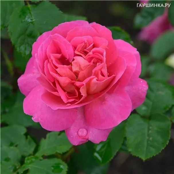 Роза Мадам Бовари, Дельбар (лиц)