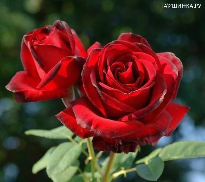 Роза Мадам Дельбар, Дельбар (лиц)