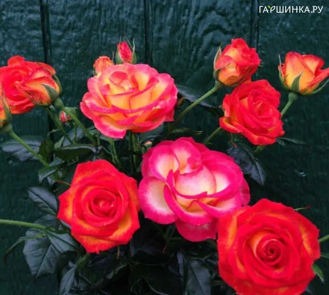 Роза Май Стори, Roses 4 Ever (лиц)