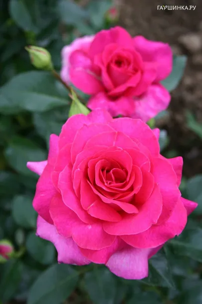 Роза Ману флорибунда, Империал Роуз Imperial Rose