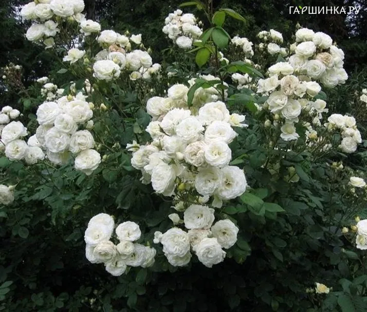Роза Мануэль Кановас, Гийо (лиц)