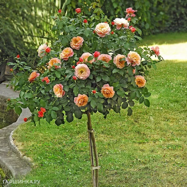 Роза Мари Кюри на штамбе 110см