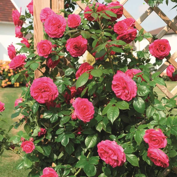 Роза Мистик плетистая Imperial Rose