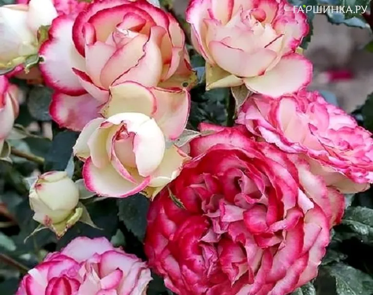 Роза Мауритус, Интерплант (лиц)