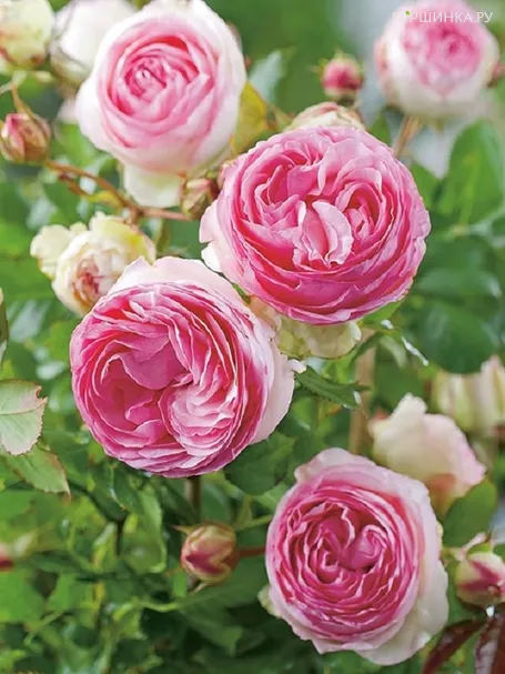 Роза Мини Эден Роуз, Мейян (лиц)