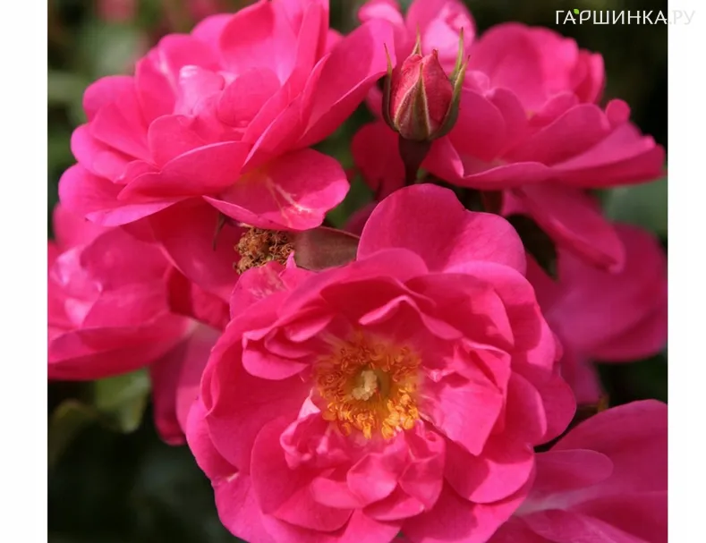 Роза Неон флорибунда, Кордес (лиц)