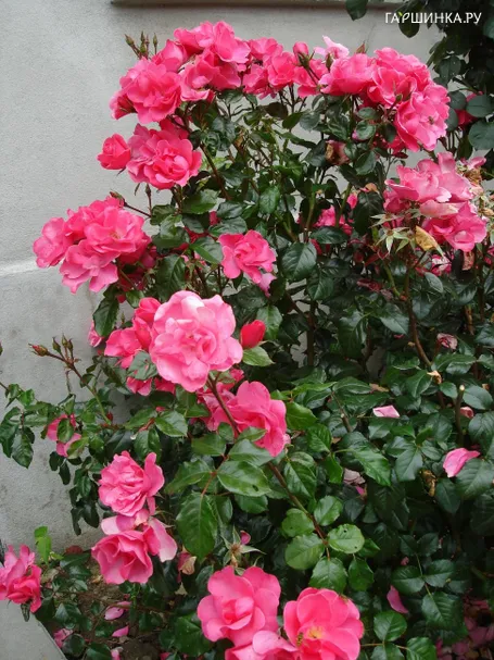 Роза Невер Эндин Стори, Roses 4 Ever (лиц)