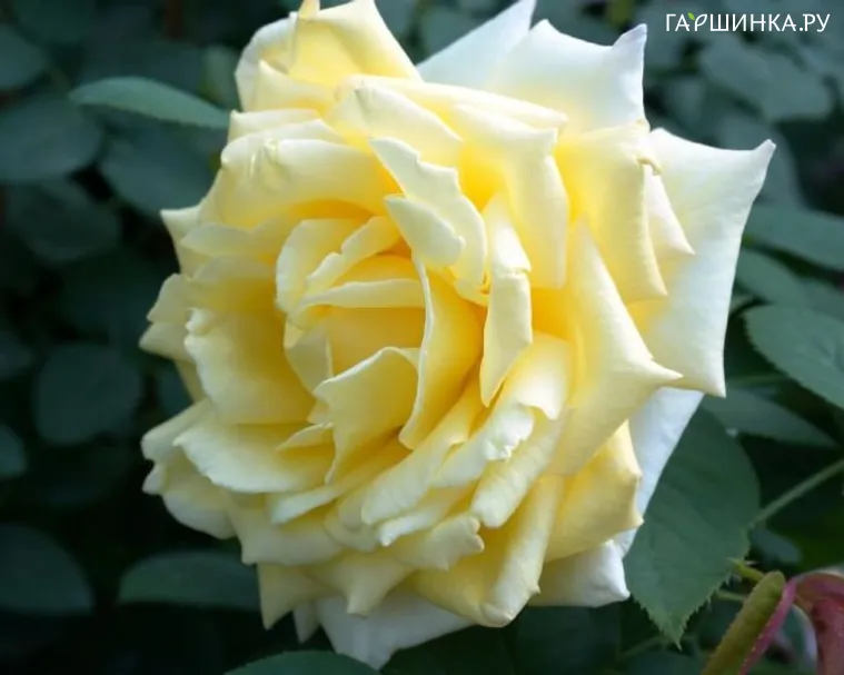 Роза Николя Уло, Мейян (лиц)