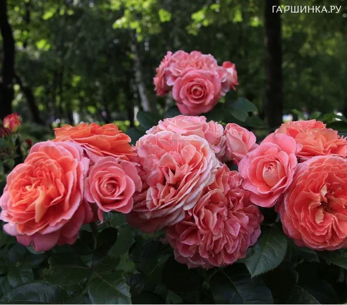 Роза Нотр Дам дю Розэр, Гийо (лиц)