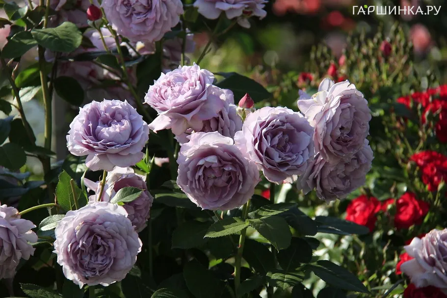 Роза Новалис, Топалович (лиц)