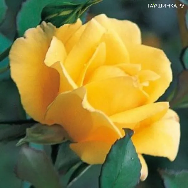 Роза О Соле Мио, Дельбар (лиц)