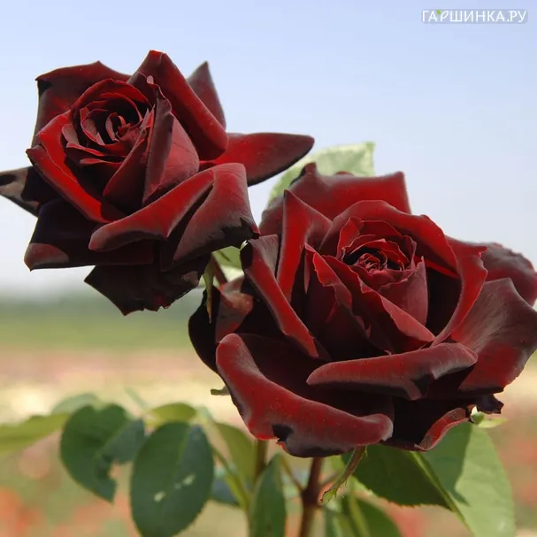 Роза Перле Нуар чайно-гибридная, Imperial Rose