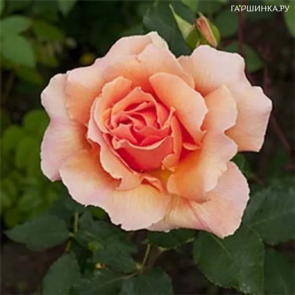 Роза Пискипер, Харкнесс (лиц)
