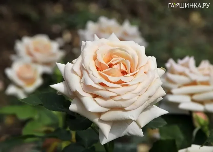 Роза Поль Рикард чайно-гибридная, Top Roses