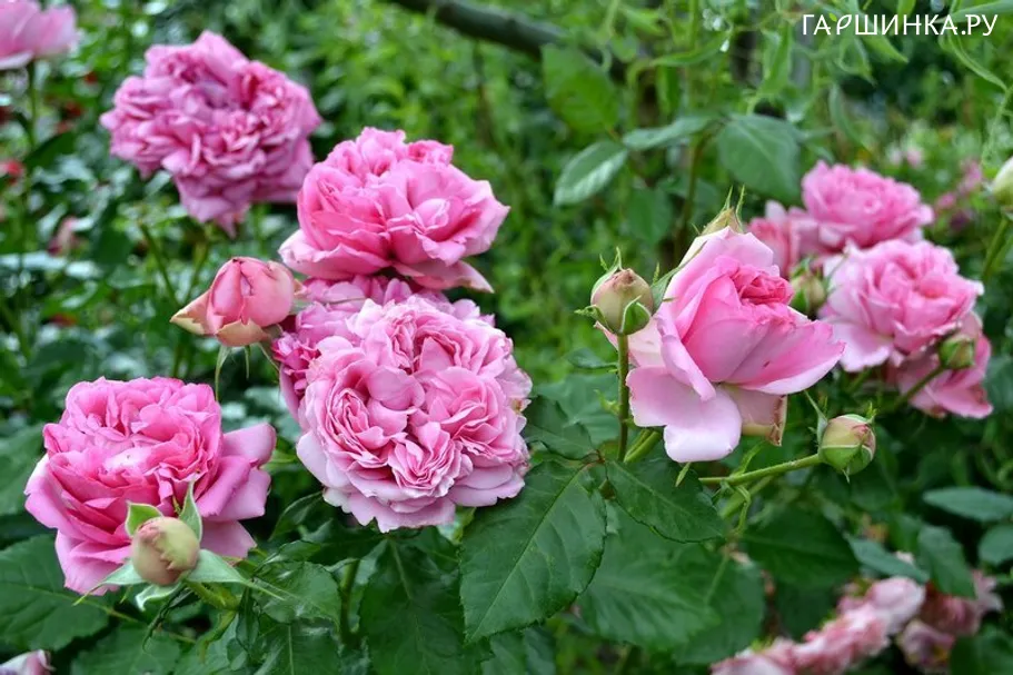 Роза Помпадур, Дельбар (лиц)