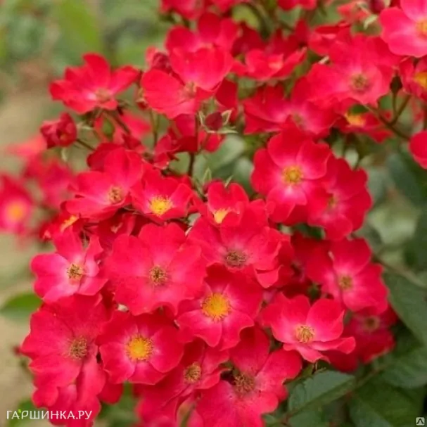 Роза Поппи Роуз мускусная, Ленс (лиц)