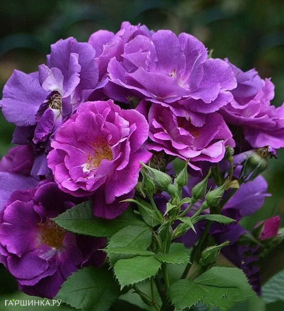 Роза Рапсодия ин Блю, Ворнер (лиц)