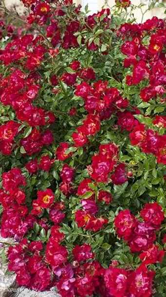 Роза Ред Дрифт, Мейян (лиц)